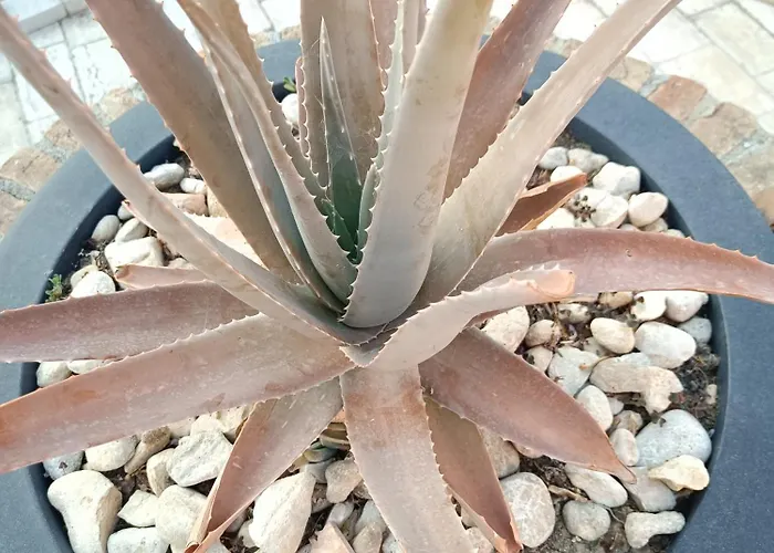 Istonia Bed & Breakfast